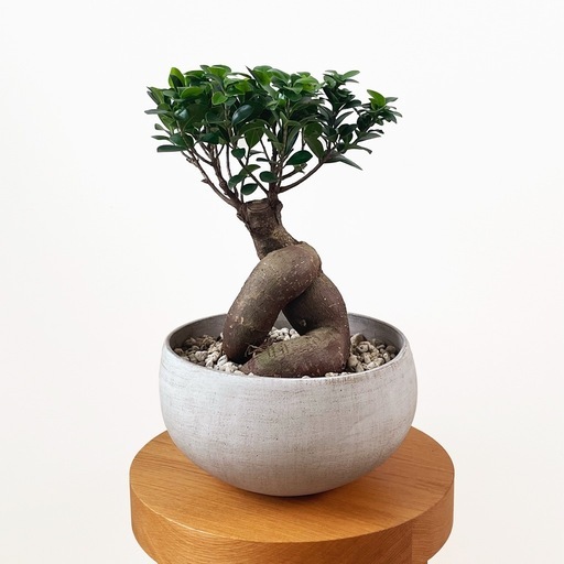 観葉植物 ガジュマル