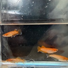 改良メダカ🔸幹之稚魚20匹🔸
クロレラ錠セットの画像