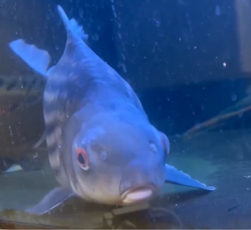 本日限定　激安カンボジアタイガーバルブ　熱帯魚　　古代魚