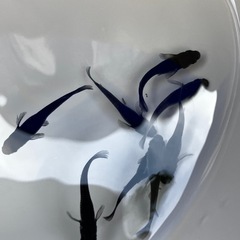 メダカ　オロチ　③の画像