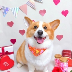 ワンコ　散歩　情報仲