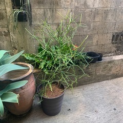 ミルクブッシュ値下げしましたの画像