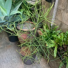 ミルクブッシュ値下げしましたの画像