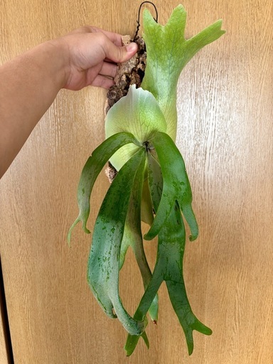 家具 Platycerium willinckii 2026.02