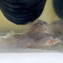 🐠コリドラス ステルバイ  ±2〜2.5㎝ 1匹200円【在庫15匹】自家繁殖個体  No.09の画像
