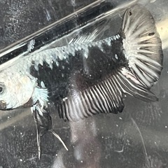 ベタ　サムライの画像