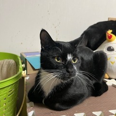 ♦️キャンセルに付き再募集💓空猫✈️シリーズ❣️エジプシャンマウ...