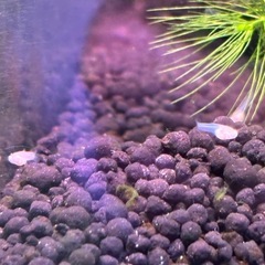 RREAフルレッドグッピー 稚魚1匹 赤い目 真紅のボディー　リアルレッドアイアルビノフルレッド  アマゾンフロッグピット付の画像