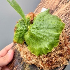 ビカクシダ　Horne's Surpriseの画像