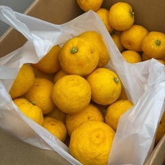 柚子　無農薬　訳あり　1キロ800円の画像