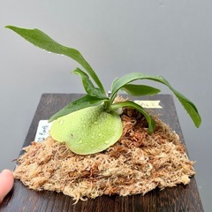 ビカクシダSSfoongの画像