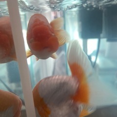 明2歳らんちゅうの画像