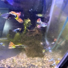 国産グッピー9匹の画像