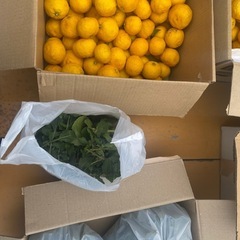 柚子ネーブル合計4キロ　の画像