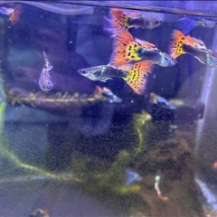 国産グッピー9匹の画像