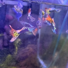 国産グッピー9匹の画像