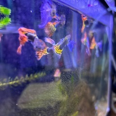 国産グッピー9匹の画像