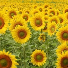 L'Arc〜en〜Cielのコピーバンドのメンバー募集