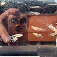 エメキン選別漏れ_10匹の画像