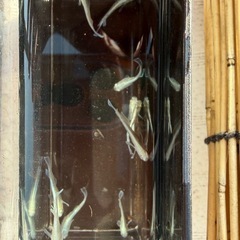 エメキン選別漏れ_10匹の画像