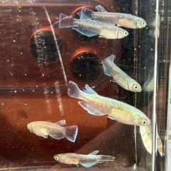 エメキン選別漏れ_10匹の画像