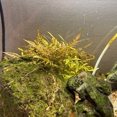 水草 ハイグロフィラピンナティフィダUKの画像