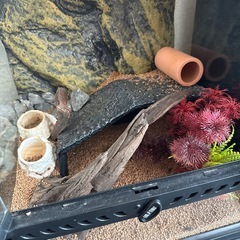 爬虫類セット一式の画像