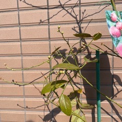 【無料】武蔵小山駅近く　果樹苗　レモン・ブルーベリーの画像