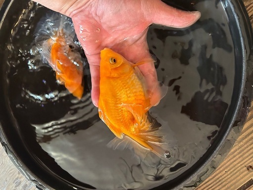 金魚「土佐金」親魚ベランダ飼育 土佐錦魚とは 土佐金