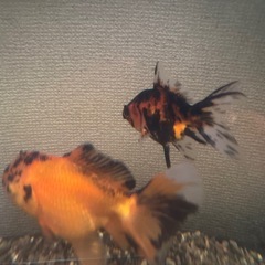 金魚 水槽の画像