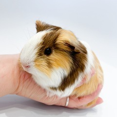 Mixモルモット　チョコレート三毛　♂