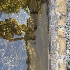 チョウザメ
の画像