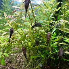 20匹3cmミニブッシープレコの画像