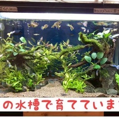 10匹3cmミニブッシープレコの画像