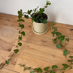 観葉植物の画像