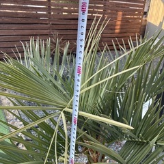 幹太ココスヤシ　引き取り限定　　鉢底から140センチ　の画像