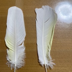 オウム　　　羽
の画像