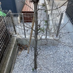 庭木の画像