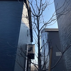 庭木の画像