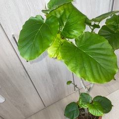 ウンベラータ　　の画像