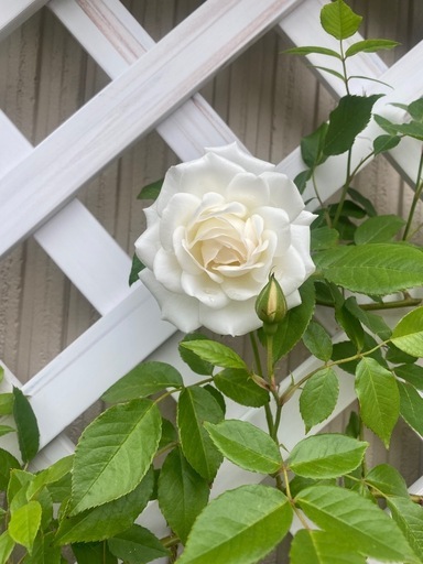 鉢植えつるバラ
