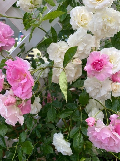 鉢植えつるバラ
