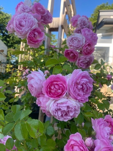 鉢植えつるバラ
