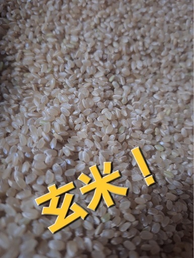 令和7年度産　とちぎのほし　玄米30キロ
