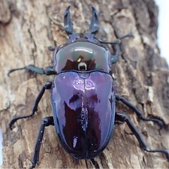 ニジイロクワガタオーロラ改の画像