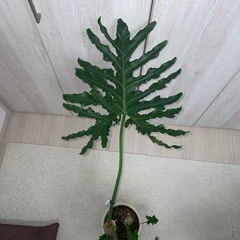 ヒトデカズラの画像