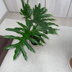 ヒトデカズラの画像