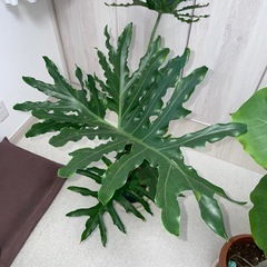 ヒトデカズラの画像