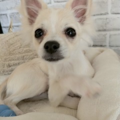 5ヶ月の女の子　3種類MIX - 犬