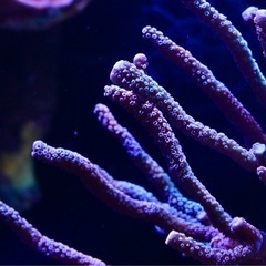 サンゴ　エダコモンブルー　フラグ　の画像